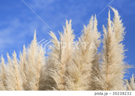 安城産業文化公園デンパークのシロガネヨシ 30238232