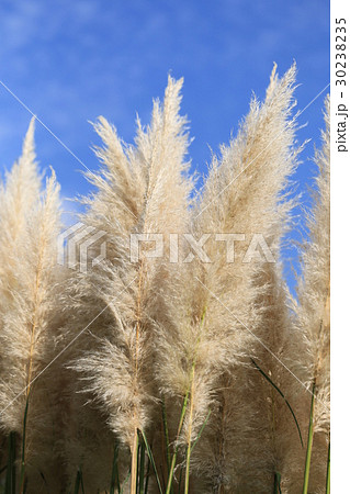 安城産業文化公園デンパークのシロガネヨシ 安城産業文化公園デンパークのシロガネヨシ 30238235