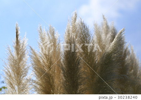 安城産業文化公園デンパークのシロガネヨシ 安城産業文化公園デンパークのシロガネヨシ 30238240