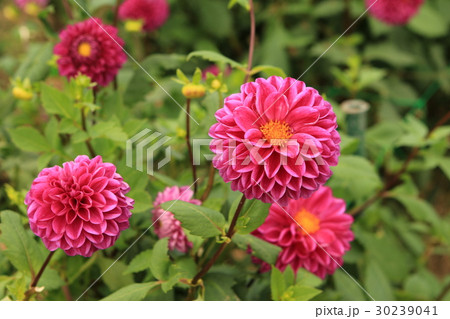 ダリア畑 30239041