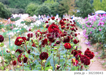 ダリア畑 30239043
