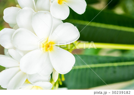 White plumeria on the plumeria tree. White plumeria on the plumeria tree. 30239182
