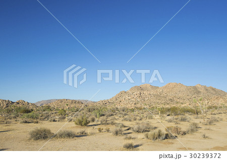 ジョシュアツリー国立公園 30239372
