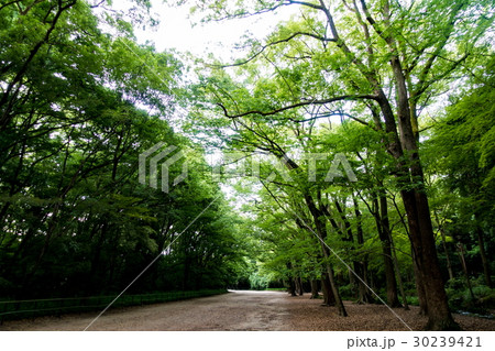 下鴨神社　糺の森 30239421