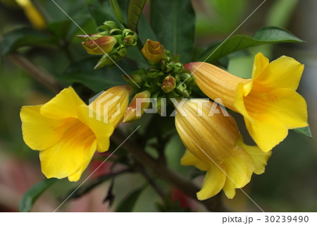 自然　植物　ヒメアリアケカズラ、花が少し小さめのアリアケカズラ。こちらはつる性ではありません 30239490