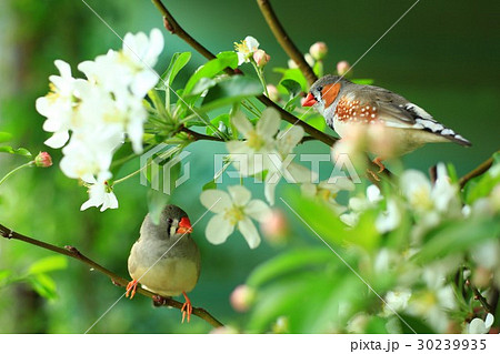 恋の季節 30239935