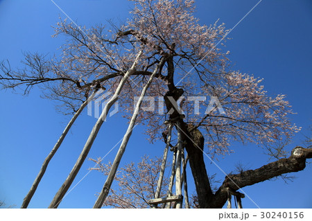 伊佐沢の久保桜 伊佐沢の久保桜 30240156