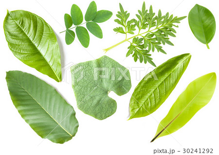 collection of pepper leaves collection of pepper leaves 30241292