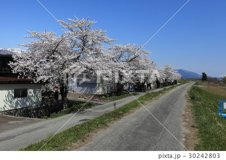 最上川堤防千本桜 最上川堤防千本桜 30242803
