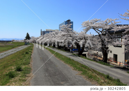 最上川堤防千本桜 30242805