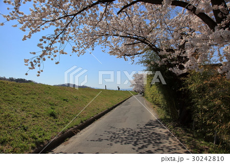 最上川堤防千本桜の写真素材