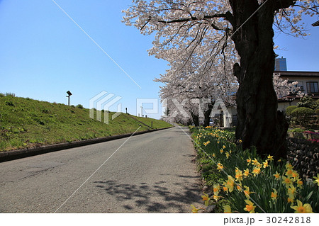 最上川堤防千本桜 最上川堤防千本桜 30242818