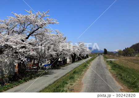 最上川堤防千本桜 最上川堤防千本桜 30242820