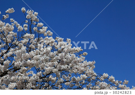 最上川堤防千本桜の写真素材