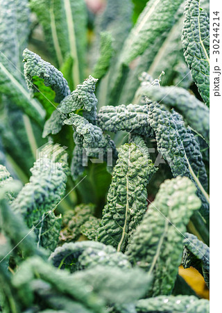 kale in the field 30244214