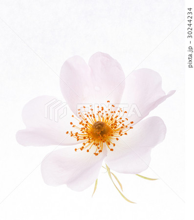 wild rose wild rose 30244234