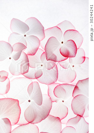 hydrangea flowers hydrangea flowers 30244241