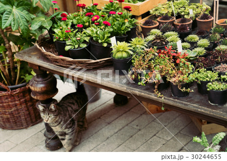 street flowers 30244655