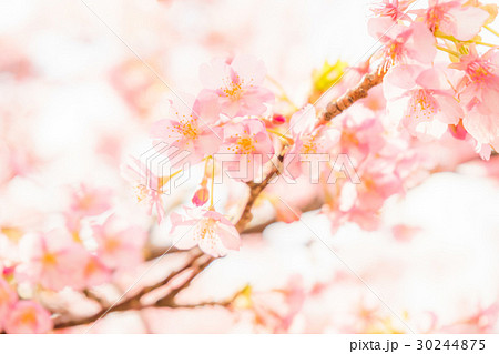 香貫公園の河津桜 30244875