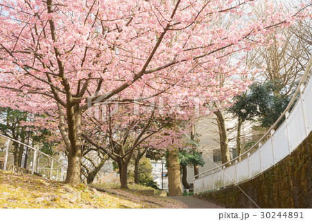 河津桜が満開の香貫公園 30244891