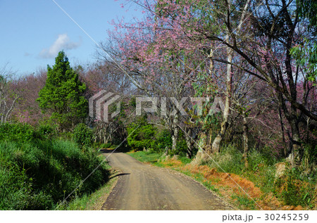 road across the forest road across the forest 30245259