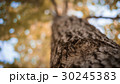 Autumn with old trees 30245383
