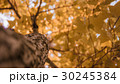 Autumn with  trees 30245384