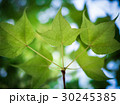 Autumn, Green maple leaf  background 30245385