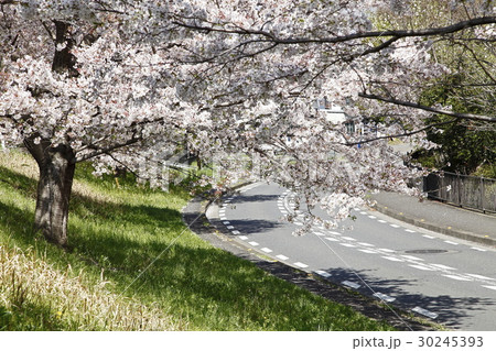 桜の木と道路 30245393