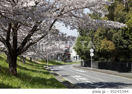 桜の木と道路 30245394
