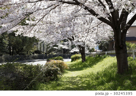 桜の木と道路 桜の木と道路 30245395