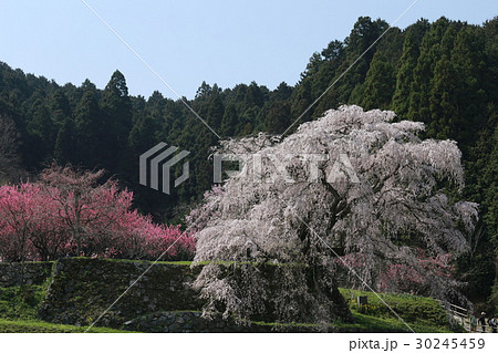 満開の又兵衛桜 30245459