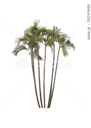 Trees isolated on white background Trees isolated on white background 30245666