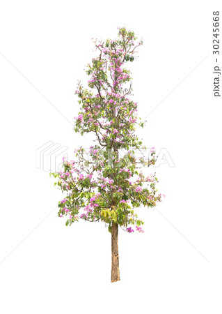 Trees isolated on white background 30245668
