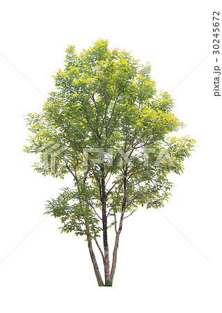 Trees isolated on white background 30245672