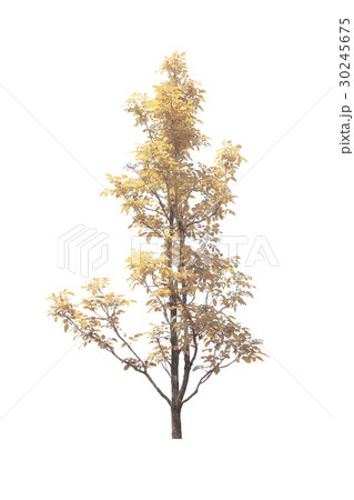 Trees isolated on white background 30245675