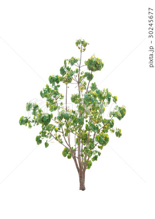 Trees isolated on white background Trees isolated on white background 30245677