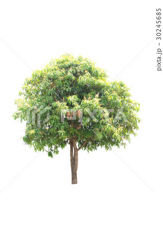 Trees isolated on white background Trees isolated on white background 30245685