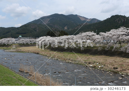 鮎河の千本桜 鮎河の千本桜 30246173