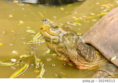Turtle in pond 30246313