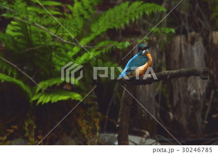 渓流の宝石「カワセミ(オス)」（根川緑道･立川公園／東京都立川市） 30246785