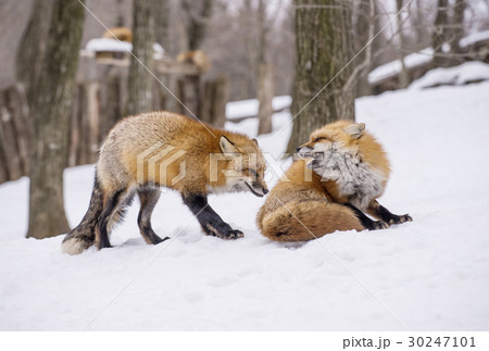 宮城蔵王キツネ村　東北観光　テーマパーク　動物園 30247101