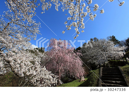 天童公園 春爛漫 天童公園 春爛漫 30247336