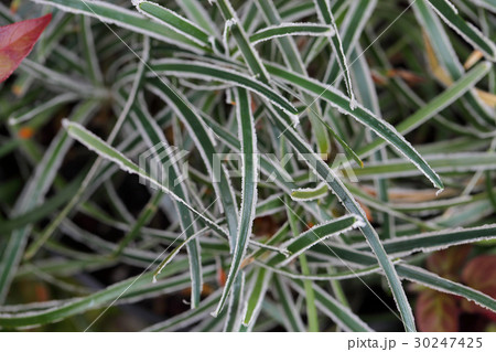 クリスタルグラスの葉 クリスタルグラスの葉 30247425