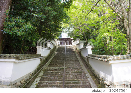 西教寺 30247564