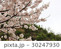 桜 30247930