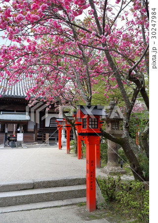 律院 30247984