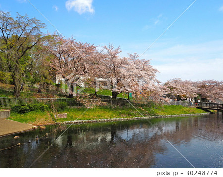 春の岸根公園 30248774