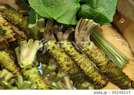 生わさび 生わさび 30249215