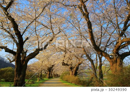 春の展勝地 桜並木 春の展勝地 桜並木 30249390